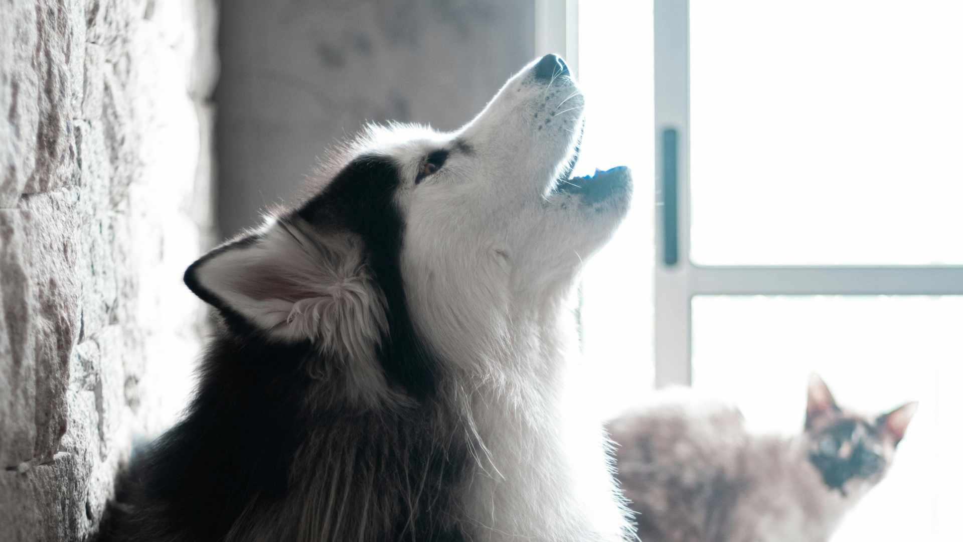 perro aullando